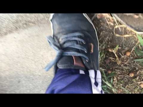 Lots of bugs ants-pincher bug