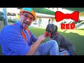 Blippi Visits The Animal Shelter Learning Animals Videos Kids Videos Blippi Videos