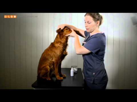 Dyrlegehjelpens ørerens