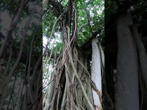 #viral #trending #travel #nature #naturelovers