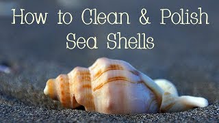 How to Clean and Polish Sea Shells