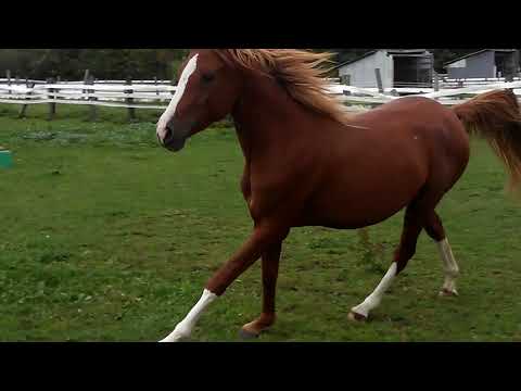 Dawning Hero Astrid (Kari Hero X Brazen Angel) 2019 chestnut filly 20210927 153520