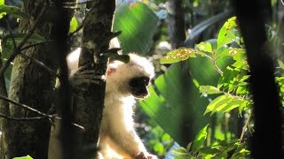 preview picture of video 'Reise nach Madagaskar - Abenteuer pur'