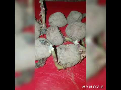 Planting potatoes, Tea, Sky watching and another DIY