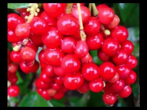 Nightingales laban Solovyov mawalan ng timbang o mawalan ng timbang na bili Kung paano mawalan ng timbang at alisin ang taba mula sa tiyan