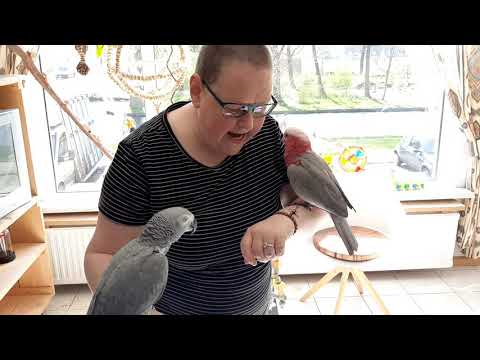 , title : 'Leer alles over papegaaien als huisdier'