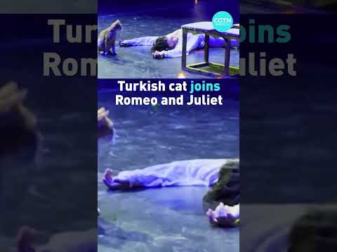 Turkish cat steals the show at Romeo and Juliet play