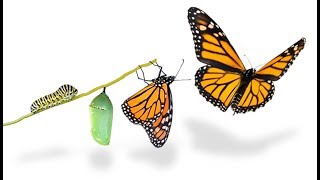 Concurrent Transformative Design in Mixed Methods Research