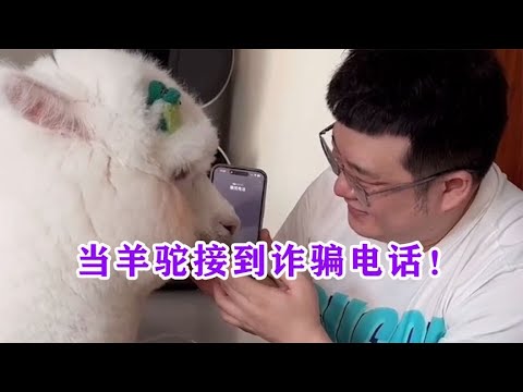 主人讓羊駝接詐騙電話，羊駝句句有回應，最後逐漸把騙子逼瘋！