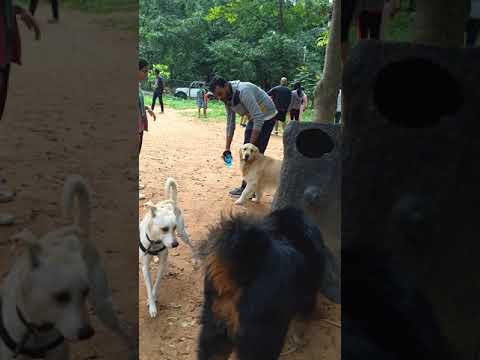 Dog Park in Cubbon Park on a Sunday Morning 🐕