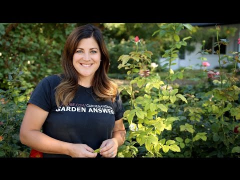 Chlorosis! How to Treat Yellowing Foliage // Garden Answer