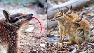 Numbat ❤️‍🔥 The Mammal Nobody Talks About!