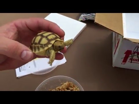 download lagu mp3 mp4 Baby Tortoise Price, download lagu Baby Tortoise Price gratis, unduh video klip Baby Tortoise Price