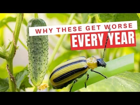 How To Control Cucumber Beetles. The Science Behind Treatment & Prevention Of Cucumber Beetles.