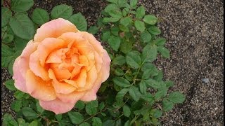 るろうに剣心 1 2 川本真琴 1 3の純情な感情 Siam Shade ピアノメドレー Samurai X Op Ed Piano Medley أغاني Mp3 مجانا