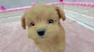 ハーフ犬の動画01