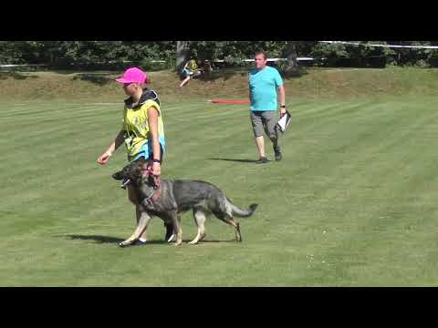 Hannah Erpemos - mistrovství ČR mládeže a juniorů 2021 - kategorie IGP-V, poslušnost 95 bodů