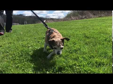 Willy, an adopted Chihuahua Mix in Kittanning, PA_image-1