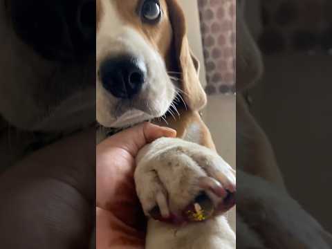 When your dog says, ‘Don’t worry, I’ll handle the art part’ 🎨🐶