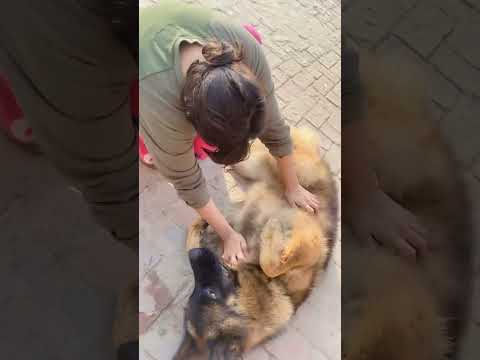 #germansepherd #yt #germanshepherddog #doglover #buddy #friends #fun #love #loveshorts