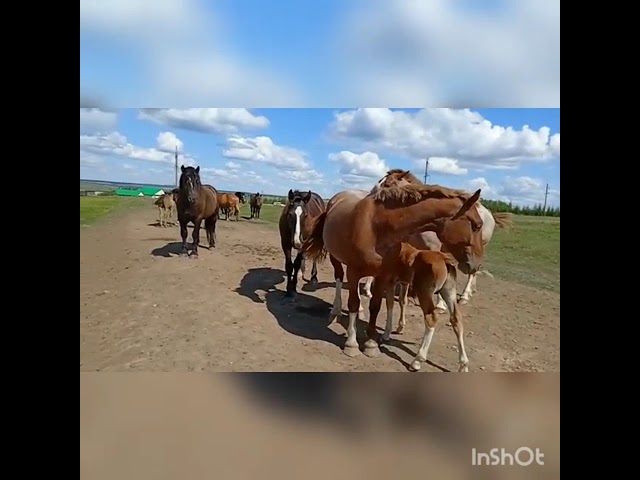 Котлы Бөкәш авылы эшмәкәре Раиф Хәмидуллин нәселле атлар үрчетә