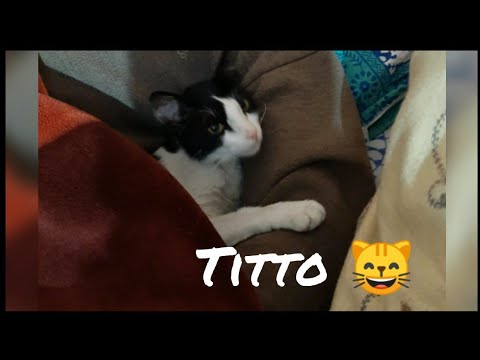 Cats and Domino / Cat 🐈 Fails Compilation/ Titto's playing with family
