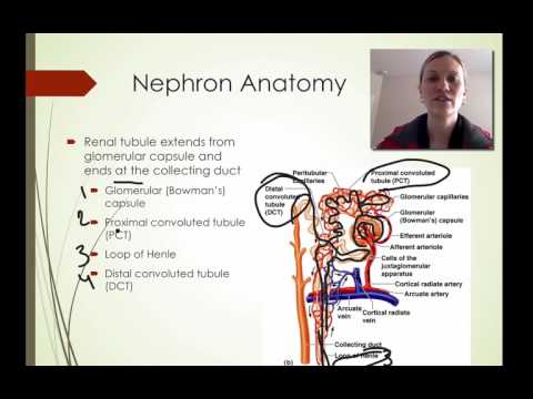 040 Nephron Structure