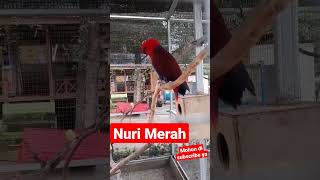 Download lagu Burung Nuri merah yg langka mp3