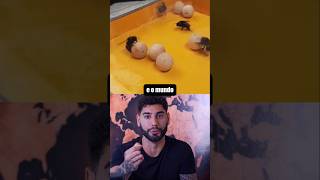 Experimento das Abelhas Brincando