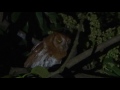 Oriental Scops Owl Otus Sunia