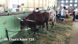 Struthoff Ranch Registered Texas Longhorns at the Diane Chase Autobahn June 16, 3018