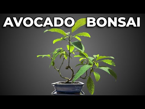 Avocado Bonsai Repot Into Smaller Pot