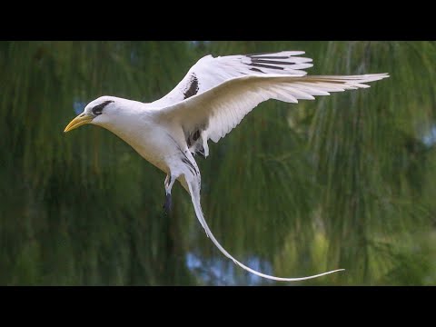 White tailed tropicbird (Phaethon lepturus) flying over land