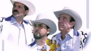 NIDO CAIDO MIGUEL Y MIGUEL