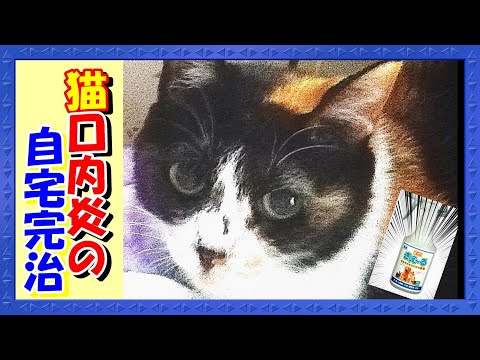 歯が痛い猫 - 症状と対処法