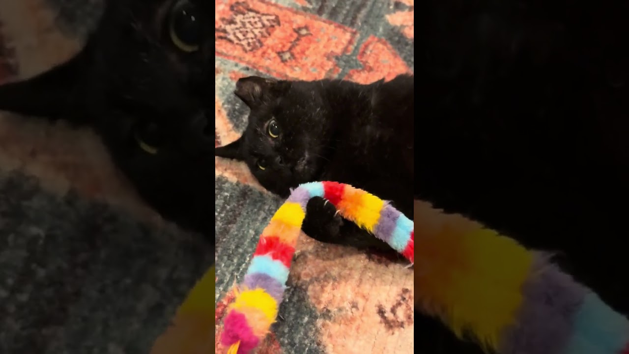Enlarge Claude, an adopted Domestic Short Hair in Brooklyn , NY video 5/6