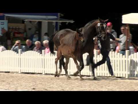 Hf v Antango x Stedinger