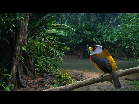 Jungle River Sounds - Pure Tropical Rainforest Ambience of Chocó, Colombia.