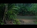 Jungle River Sounds - Pure Tropical Rainforest Ambience of Chocó, Colombia.
