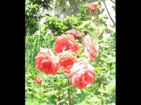 Majci za imendan - Ansambl Benkovčani iz Benkova 1969.g.