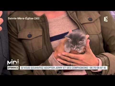 Donne Chaton Bretagne Sosanimaux Donne Chaton Bretagne Sosanimaux