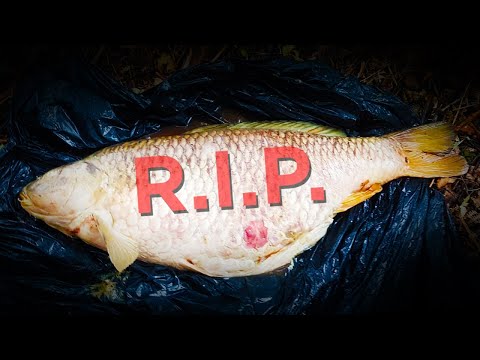 We tried our best to save them... HUGE FISH in danger