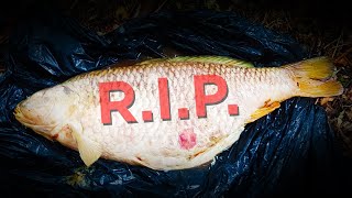 We tried our best to save them... HUGE FISH in danger