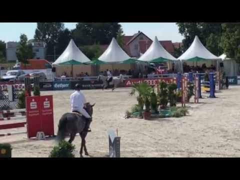 Chap II 6 jähriger Deckhengst v. Cellestial x Contender