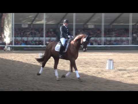 Hengstparade Warendorf 2017 mit ALL MUSIC, BLICKFANG und CAPTAIN JACK