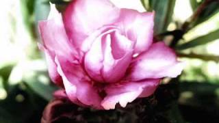 Oscar Peterson - To a Wild Rose