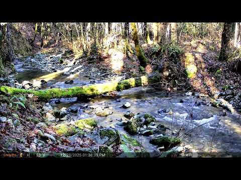 Relaxing gold bearing creek all natural sounds. Pleasant Creek, Oregon