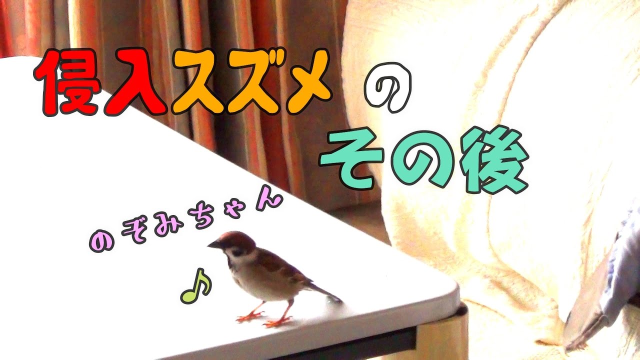 部屋に侵入したスズメのその後、のぞみちゃんはどうしてる？