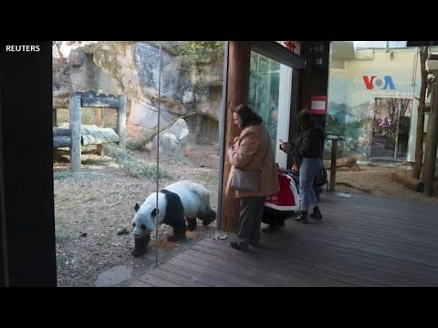 VOA - PANDA KEMBALI KE KEBUN BINATANG SAN DIEGO