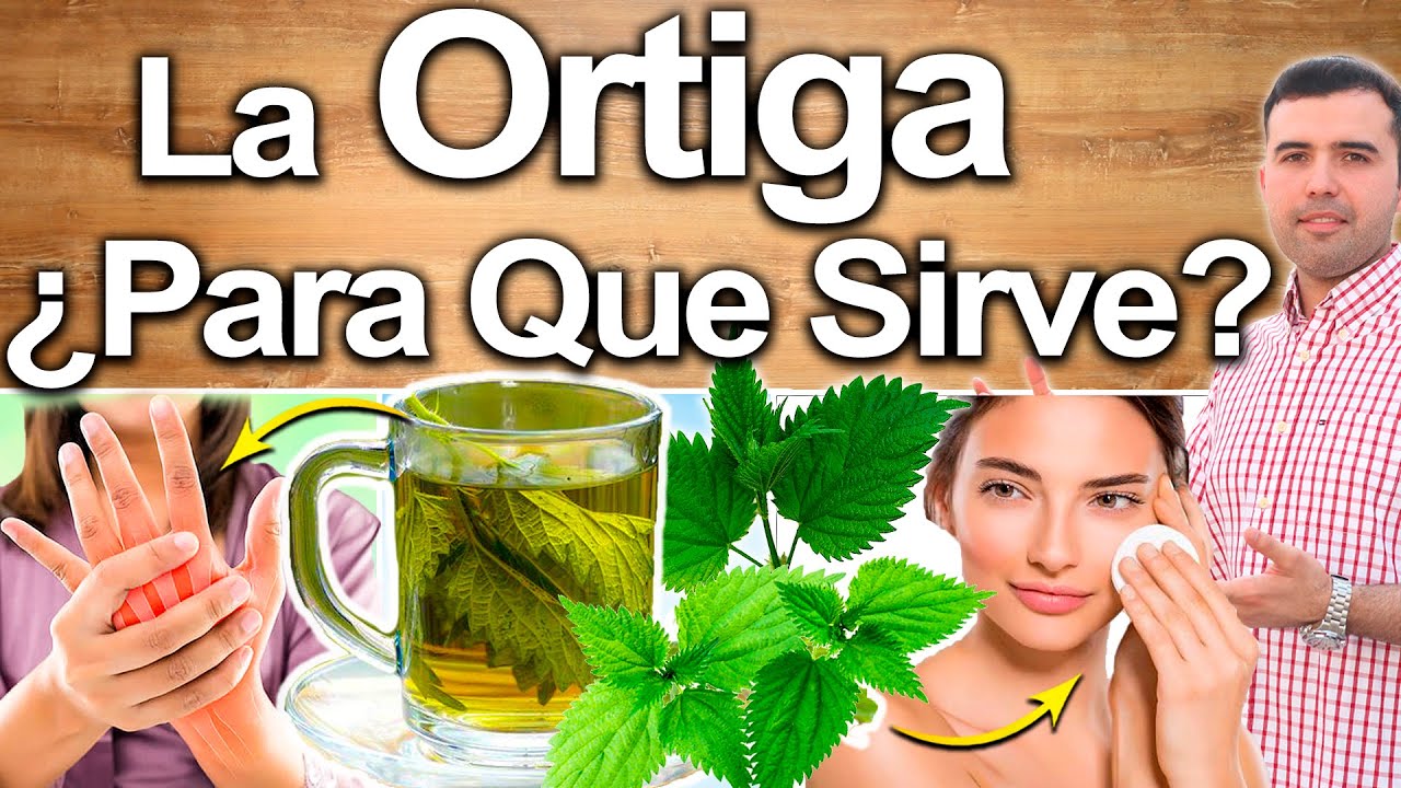 Ortiga Para Todo - Para Qué Sirve - Secretos Que No Conoces De La Ortiga Y Beneficios Para Tu Salud
